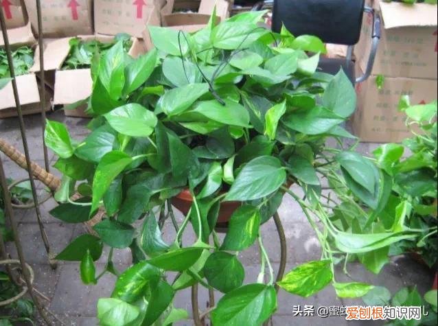 花卉的养护技巧和方法视频,家庭养护花卉小技巧,可使花卉繁花似锦,爆满盆