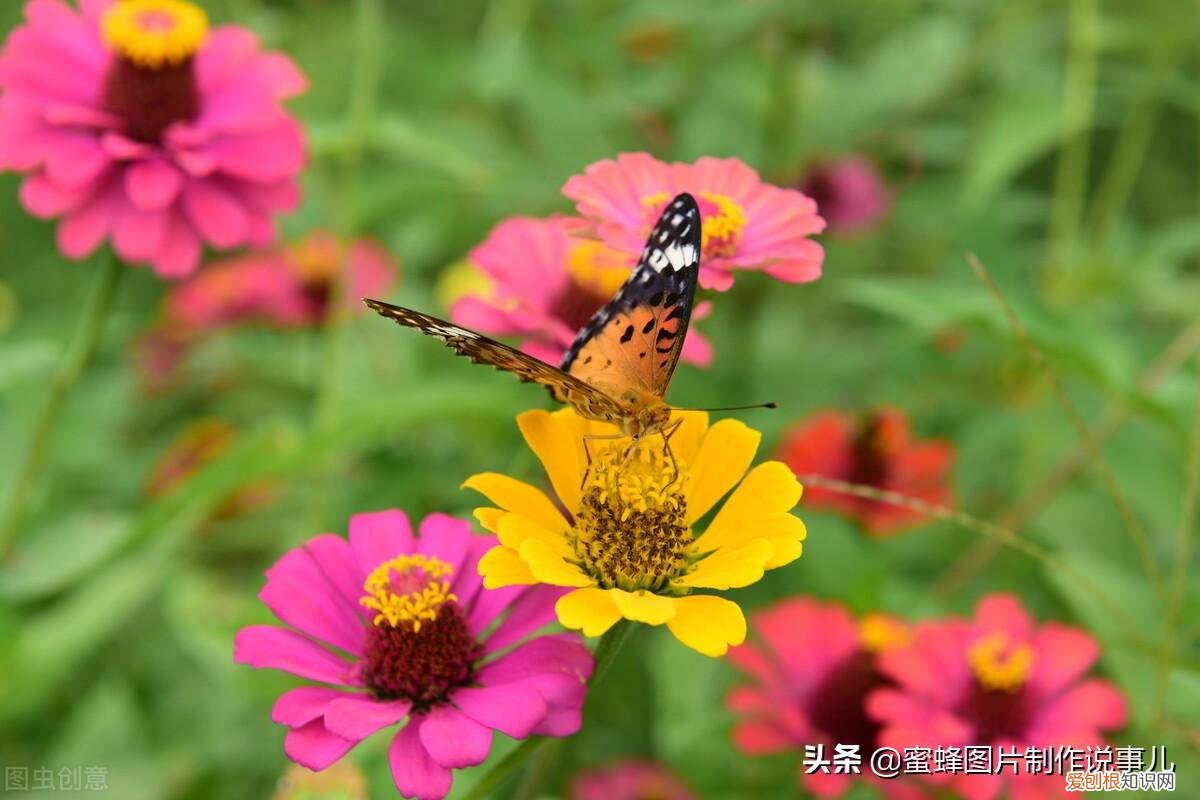花卉的养护技巧和方法视频,家庭养护花卉小技巧,可使花卉繁花似锦,爆满盆