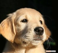 狗狗能吃生菜不 狗狗可以吃生菜吗