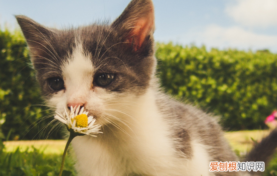 猫咪嘴唇周围脱毛怎么办 猫咪嘴唇周围脱毛