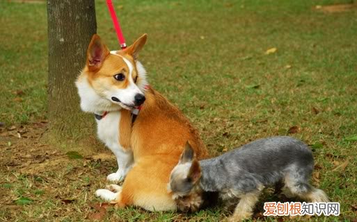 狗狗一见面就闻屁屁,其实有这些意思吗 狗狗一见面就闻屁屁，其实有这些意思！