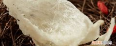 海燕窝的功效与作用 海燕窝的功效有哪些