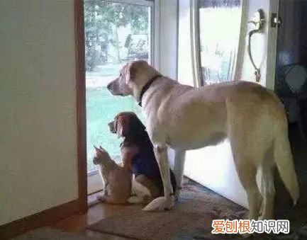狗狗会笑吗?原来事实是这样的表情包 狗狗会笑吗？原来事实是这样的！
