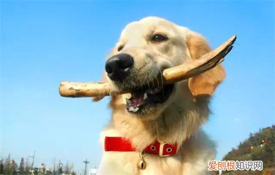 狗狗误食异物的症状 狗误食异物怎么办?