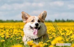 狗狗一天大便几次算正常 狗一天大便几次才算正常?