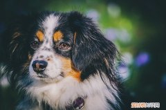 狗狗鼻子发热是什么原因 狗狗鼻子发热是发烧了吗