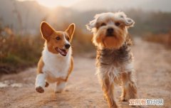 养了狗发现越来越讨厌 养狗之后越来越讨厌狗看着就烦