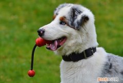 狗狗眼睛红血丝严重 狗狗眼睛红血丝正常吗