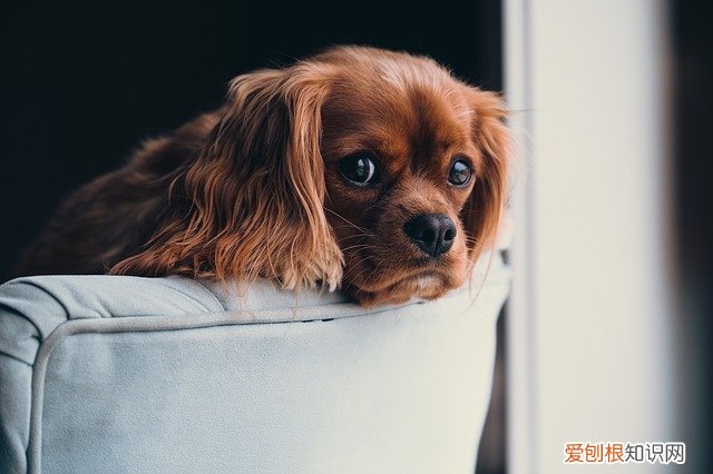 狗狗眼睛发红滴什么眼药水最好 狗狗眼睛发红滴什么眼药水