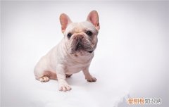 狗能吃冰块吗 狗能吃冰块么