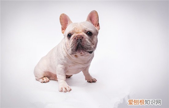 狗能吃冰块吗 狗能吃冰块么