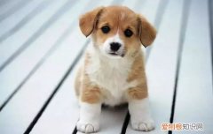 狗毛秃了一块怎么办 狗毛秃了一块怎么回事