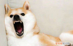 柴犬犯错了该不该打 为什么柴犬不能打