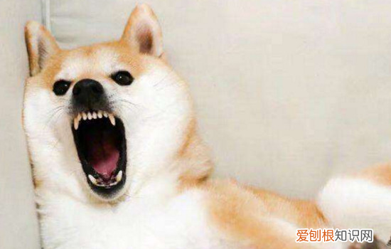 柴犬犯错了该不该打 为什么柴犬不能打