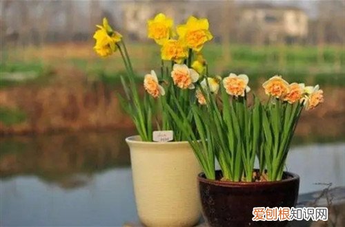 水仙花几年开花 洋水仙的花期在什么时候？第二年还能开花吗？