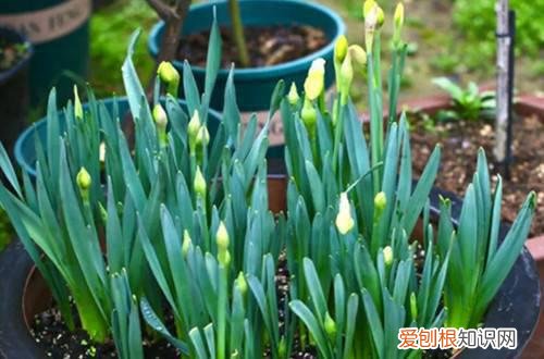 水仙花几年开花 洋水仙的花期在什么时候？第二年还能开花吗？
