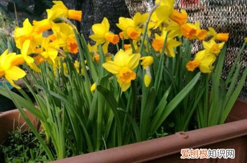 水仙花几年开花 洋水仙的花期在什么时候？第二年还能开花吗？