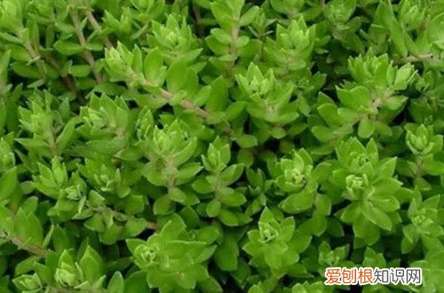 垂盆草叶片发蔫是怎么回事?怎么解决呢 垂盆草叶片发蔫是怎么回事？怎么解决？