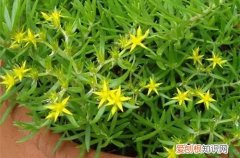 垂盆草叶片发蔫是怎么回事?怎么解决呢 垂盆草叶片发蔫是怎么回事？怎么解决？