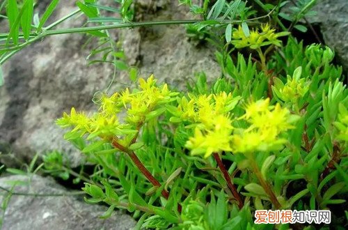 垂盆草叶片发蔫是怎么回事?怎么解决呢 垂盆草叶片发蔫是怎么回事？怎么解决？