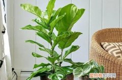 琴叶榕黄叶掉叶怎么回事 琴叶榕黄叶怎么回事？怎么救？