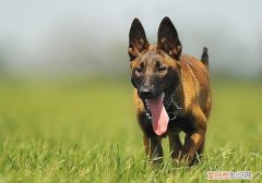 狗狗睡觉可以吹电扇吗 狗狗能吹电风扇睡觉吗