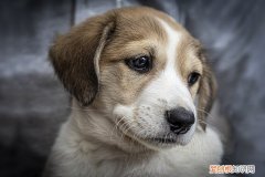 狗狗害怕打雷吗? 狗狗怕打雷是什么原因