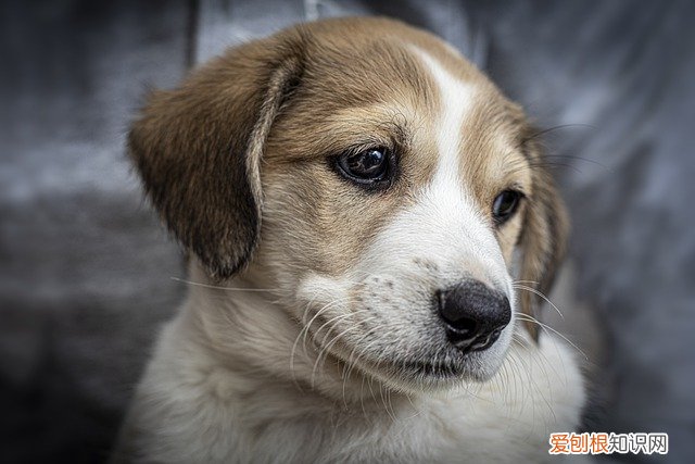 狗狗害怕打雷吗? 狗狗怕打雷是什么原因