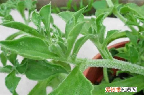 非洲冰草的种植方法 非洲冰草哪个时候可以种植，要怎么养护？