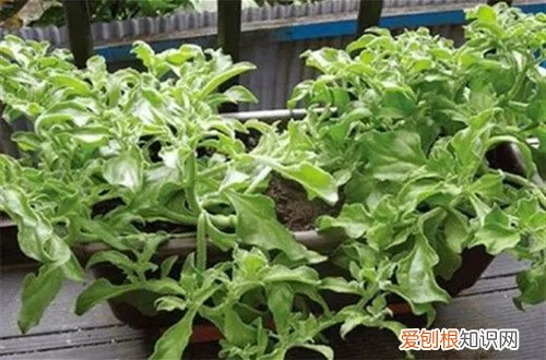 非洲冰草的种植方法 非洲冰草哪个时候可以种植，要怎么养护？