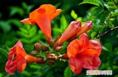 凌霄花冬天在室外能过冬吗?怎么养护好 凌霄花冬天在室外能过冬吗？怎么养护？