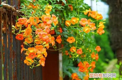凌霄花冬天在室外能过冬吗?怎么养护好 凌霄花冬天在室外能过冬吗？怎么养护？