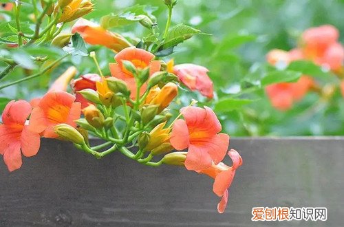 凌霄花冬天在室外能过冬吗?怎么养护好 凌霄花冬天在室外能过冬吗？怎么养护？