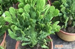 千手观音仙人掌的功效 千手观音仙人掌要怎么养护？有哪些养护方法？