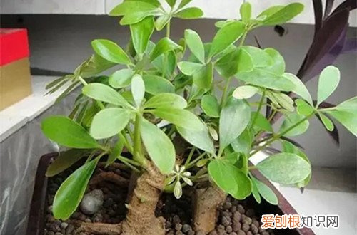 鸭脚木老是黄叶怎么办 鸭脚木黄叶子是什么原因？怎么救？
