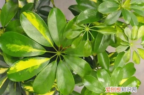 鸭脚木老是黄叶怎么办 鸭脚木黄叶子是什么原因？怎么救？