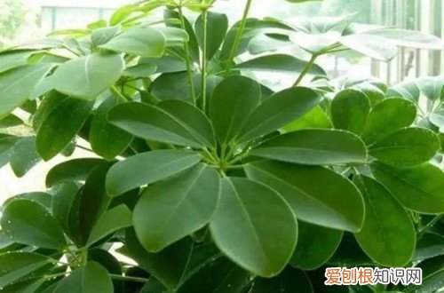 鸭脚木老是黄叶怎么办 鸭脚木黄叶子是什么原因？怎么救？