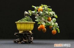 柿子树枝条直立长很高怎么办 柿子树长得太高了怎么办？要怎么矮化呢？