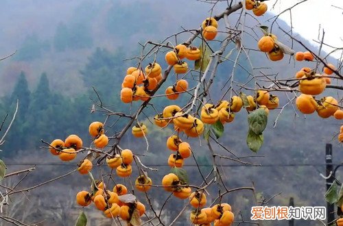 柿子树枝条直立长很高怎么办 柿子树长得太高了怎么办？要怎么矮化呢？