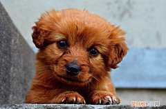 狗怕打雷吗? 狗怕打雷是因为什么