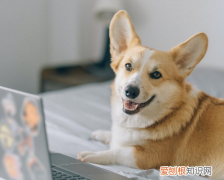 柯基为什么有时候耳朵耷拉 柯基耳朵耷拉下来,是什么原因