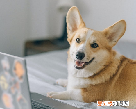 柯基为什么有时候耳朵耷拉 柯基耳朵耷拉下来,是什么原因