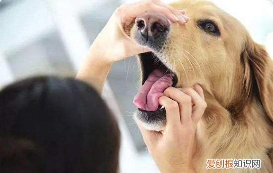 6岁狗狗门牙掉了怎么办呢 6岁狗狗门牙掉了怎么办