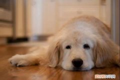 狗狗老了会有什么变化 狗狗出现这些症状，说明它在慢慢变老…