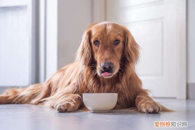 狗狗老了会有什么变化 狗狗出现这些症状，说明它在慢慢变老…