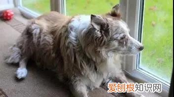 狗狗老了会有什么变化 狗狗出现这些症状，说明它在慢慢变老…