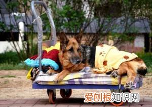 狗狗老了会有什么变化 狗狗出现这些症状，说明它在慢慢变老…