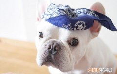 法斗为啥怕热 法斗为什么怕热