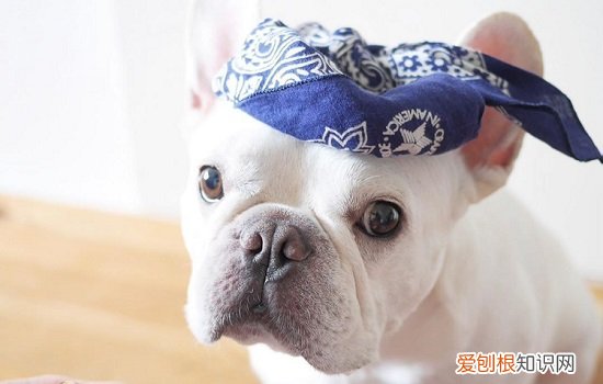 法斗为啥怕热 法斗为什么怕热