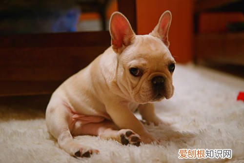 狗狗生病能遛吗 疫情期间，狗狗在家已憋疯，开启自遛模式！
